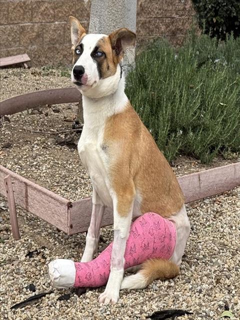 PIPPA Image