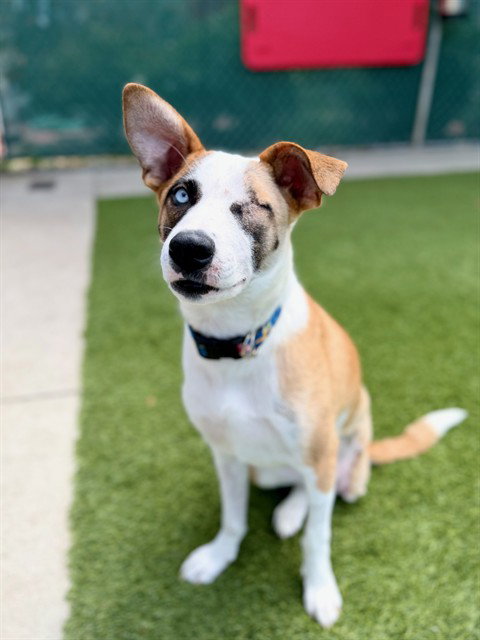 picture of the dog needing adoption