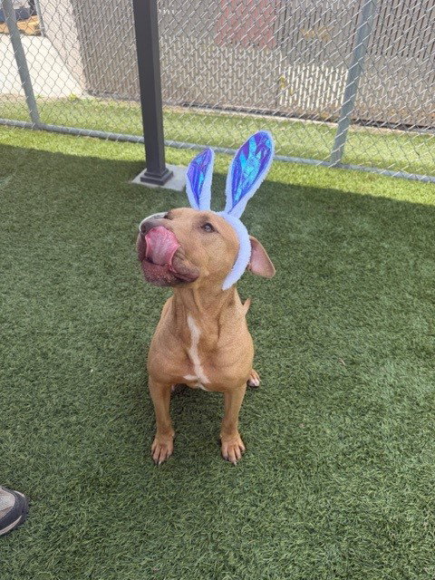 LUCKY, an adoptable Pit Bull Terrier in Agoura, CA