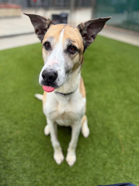 BAILEY, an adoptable Siberian Husky in Agoura, CA