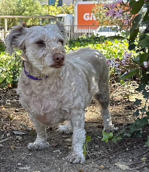 picture of the dog needing adoption