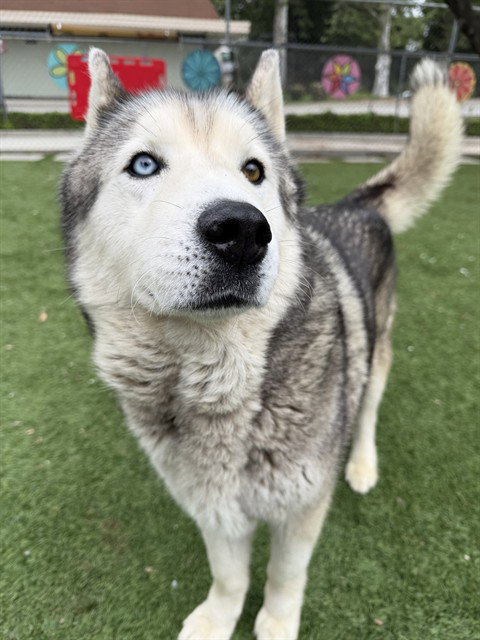 picture of the dog needing adoption