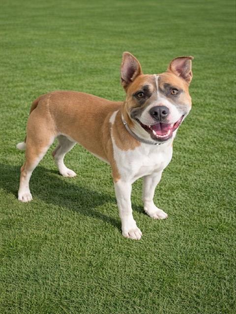 SIRIUS, an adoptable Pit Bull Terrier in Agoura, CA
