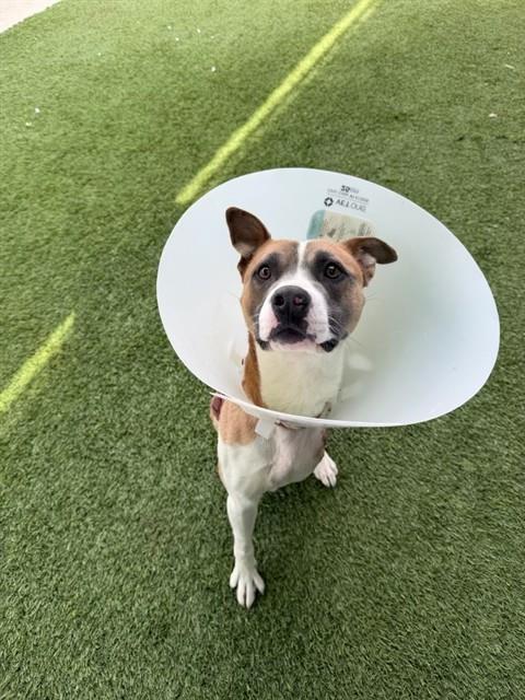 picture of the dog needing adoption