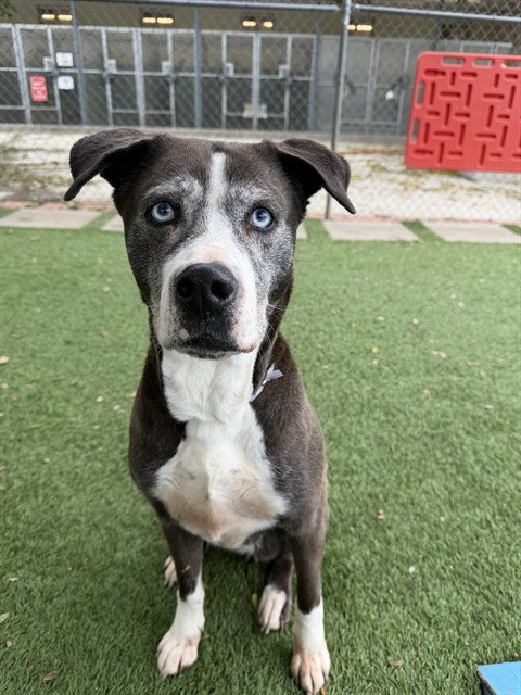 ELLA, an adoptable Siberian Husky in Agoura, CA