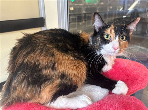 GINNY, an adoptable Domestic Long Hair in Agoura, CA