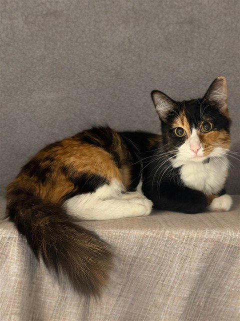 GINNY, Adult Domestic Long Hair (medium coat), cat for adoption in San Gabriel, California