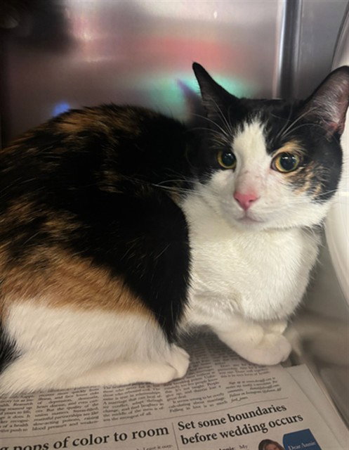 IRIS, an adoptable Domestic Short Hair in Agoura, CA