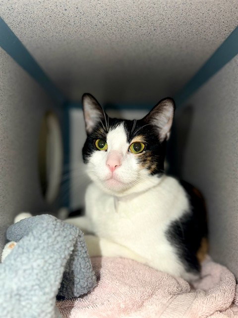 IRIS, Adult Domestic Short Hair (medium coat), cat for adoption in San Gabriel, California