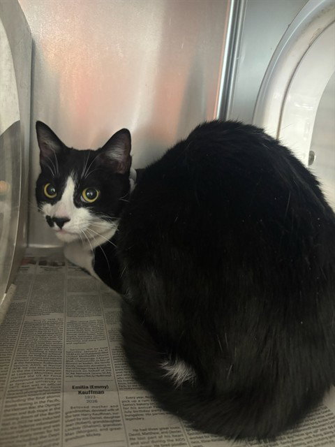 BELLA, an adoptable Domestic Medium Hair in Agoura, CA