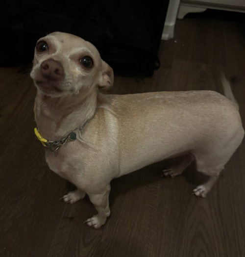 picture of the dog needing adoption