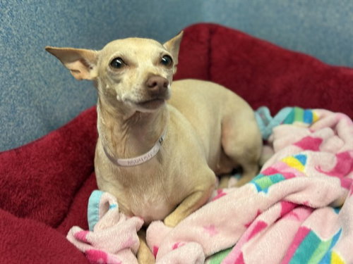 ANGEL, an adoptable Chihuahua in Agoura, CA