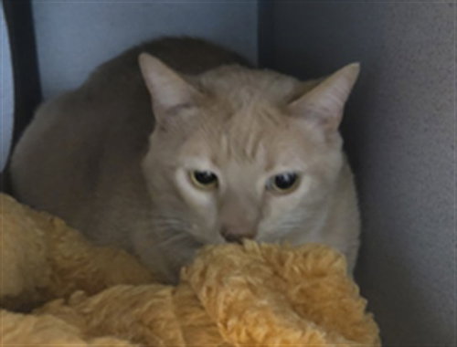 QUIK, an adoptable Domestic Short Hair in Agoura, CA