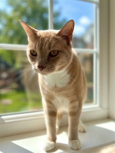 QUIK, Adult Domestic Short Hair (medium coat), cat for adoption in San Buenaventura (Ventura), California