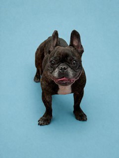 JIGGS, an adoptable French Bulldog in Agoura, CA