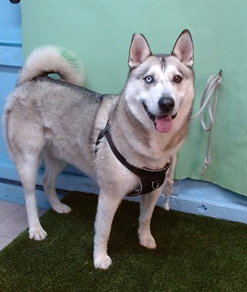 picture of the dog needing adoption