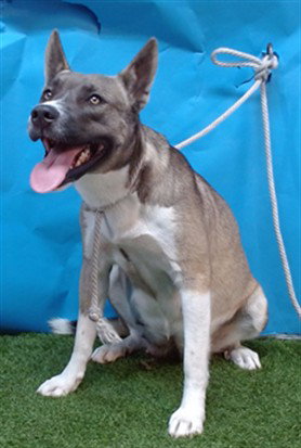 picture of the dog needing adoption
