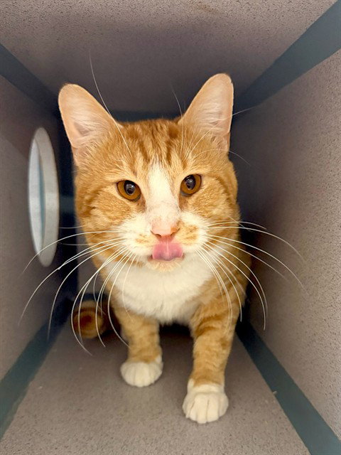 picture of the cat needing adoption