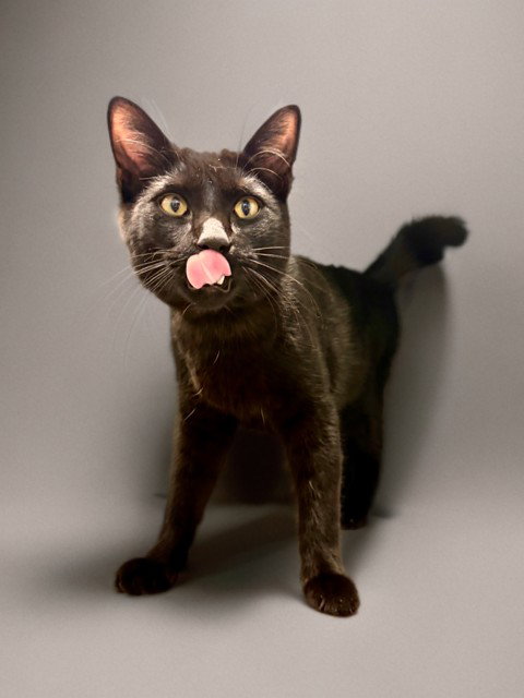 picture of the cat needing adoption