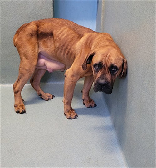 picture of the dog needing adoption