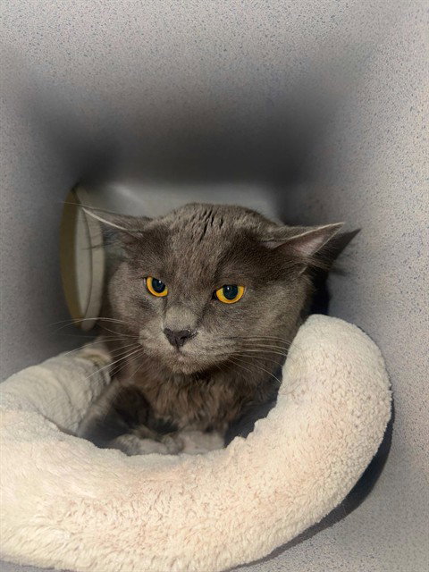 A5766354, Adult Domestic Medium Hair (medium coat), cat for adoption in San Gabriel, California
