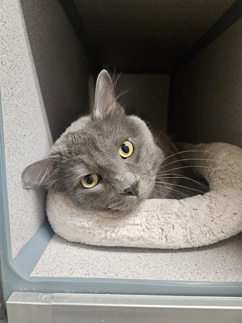 ASH, Adult Domestic Medium Hair (medium coat), cat for adoption in San Buenaventura (Ventura), California