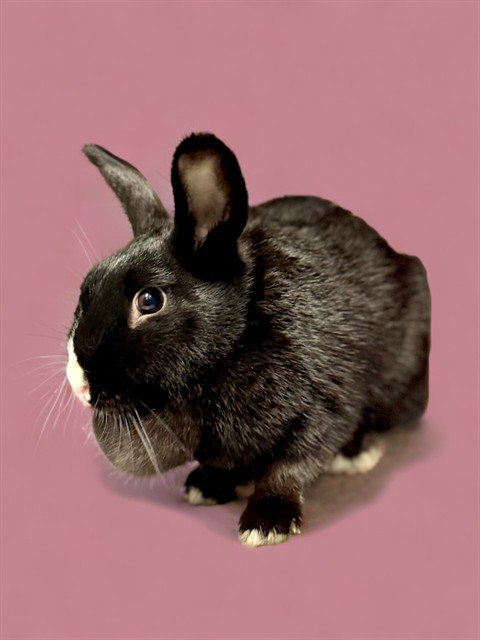 BLACKY