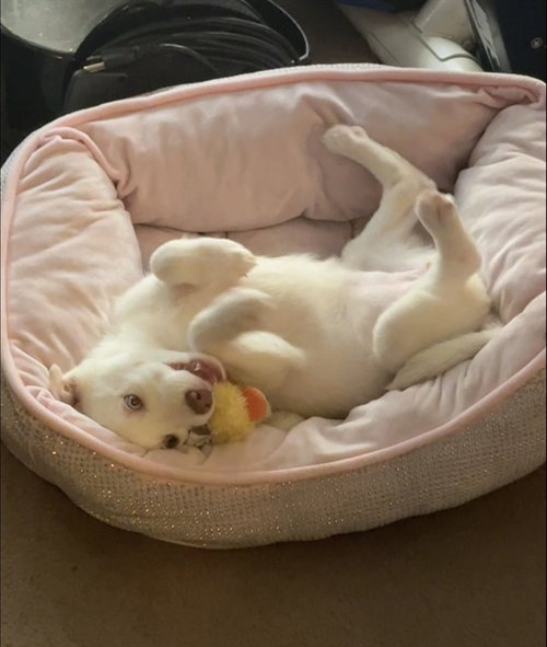 picture of the dog needing adoption