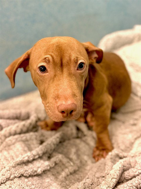 picture of the dog needing adoption