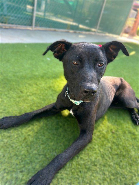 BENNI, an adoptable Labrador Retriever in Agoura, CA