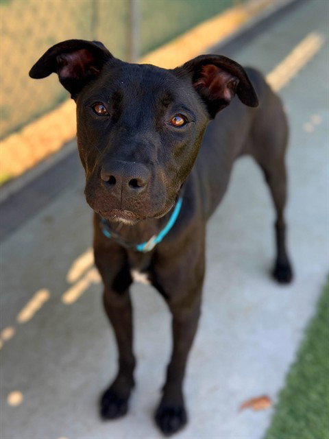 BENNI, an adoptable Labrador Retriever in Agoura, CA