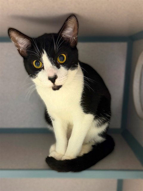 SYLVESTER, Adult Domestic Short Hair (medium coat), cat for adoption in San Buenaventura (Ventura), California