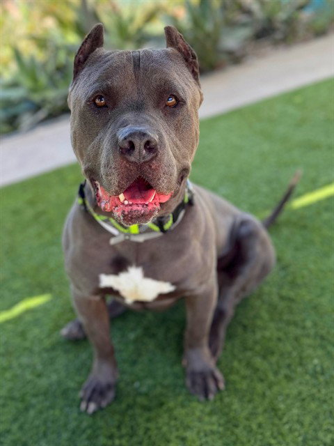 BLUE, an adoptable Pit Bull Terrier in Agoura, CA