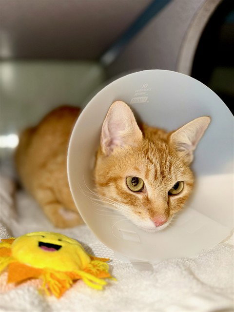 CLEMENTINE, Adult Domestic Short Hair (medium coat), cat for adoption in San Gabriel, California