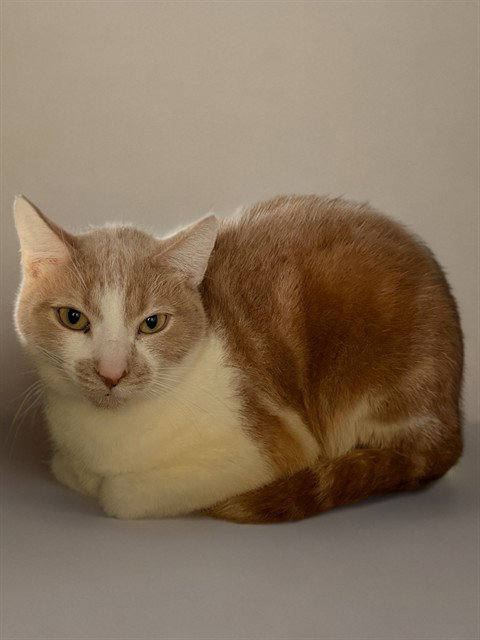 FERNANDO, Adult Domestic Short Hair (medium coat), cat for adoption in San Gabriel, California