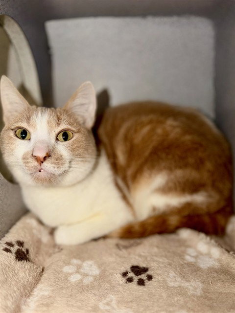 FERNANDO, Adult Domestic Short Hair (medium coat), cat for adoption in San Buenaventura (Ventura), California