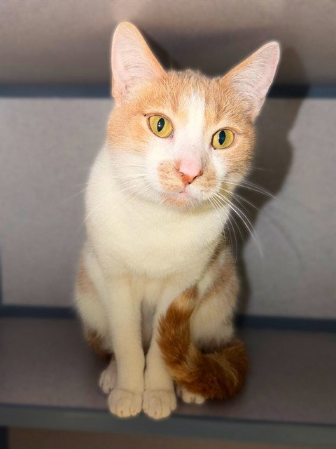 FERNANDO, Adult Domestic Short Hair (medium coat), cat for adoption in Alhambra, California