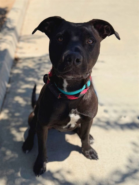SHADOW, an adoptable Pit Bull Terrier in Agoura, CA