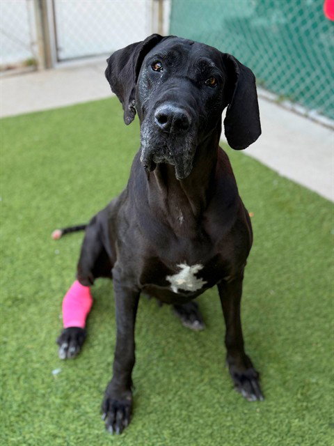 SARAH, an adoptable Great Dane in Agoura, CA