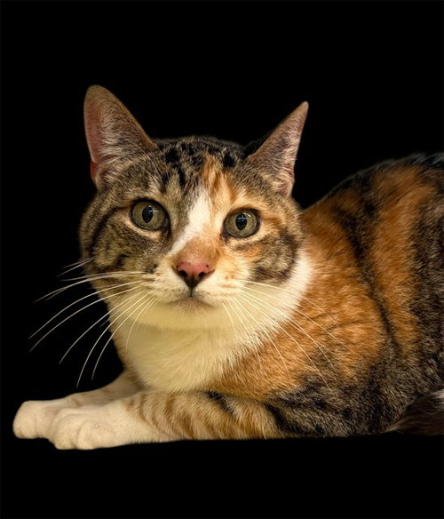 KIKI, Senior Domestic Short Hair (medium coat), cat for adoption in San Gabriel, California