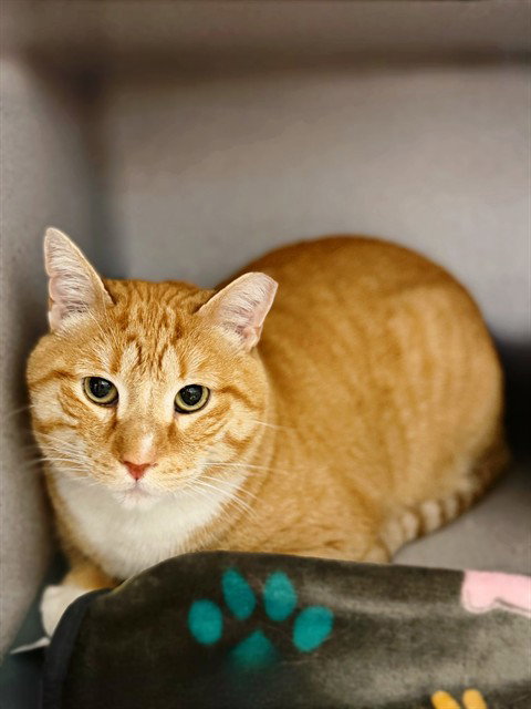 BUTTERS, Adult Domestic Short Hair (medium coat), cat for adoption in San Gabriel, California