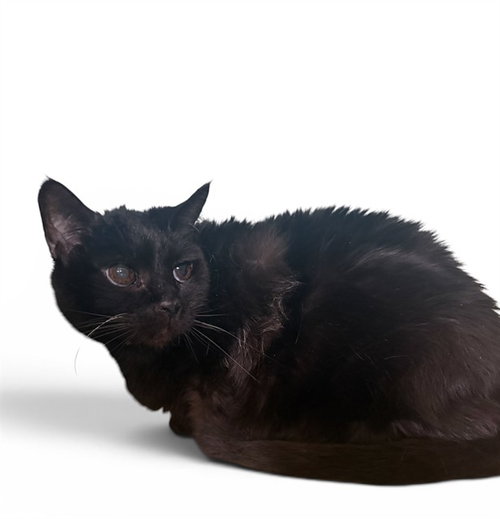 BLACK MAGIC, Senior Domestic Medium Hair (medium coat), cat for adoption in San Gabriel, California