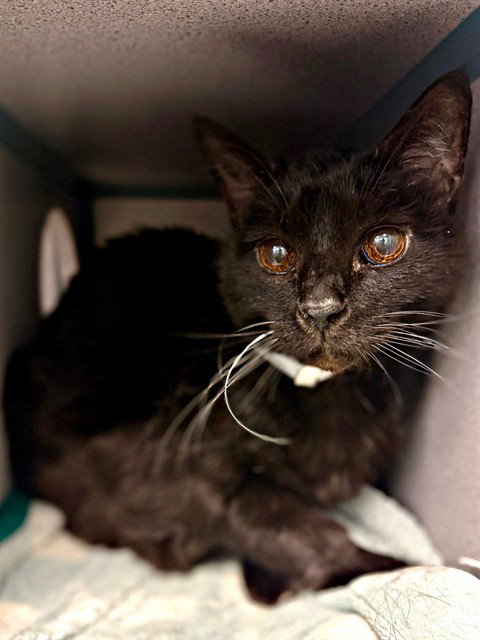 BLACK MAGIC, Senior Domestic Medium Hair (medium coat), cat for adoption in San Buenaventura (Ventura), California