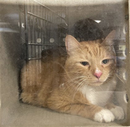 PUMPKIN, Adult Domestic Short Hair (medium coat), cat for adoption in San Gabriel, California