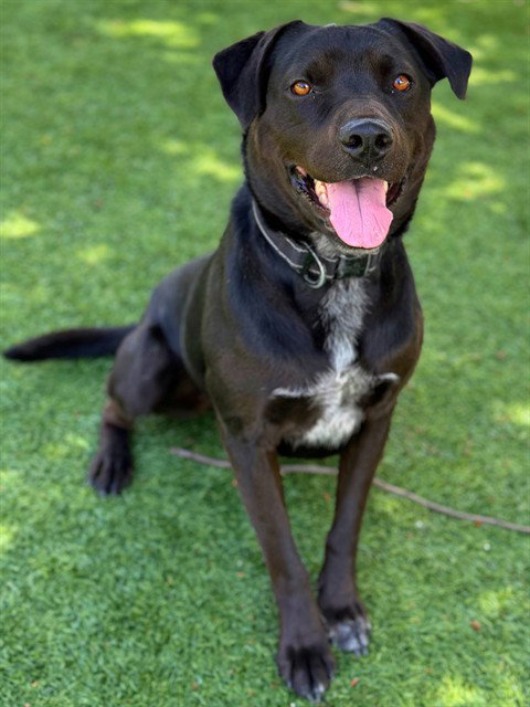 DUKE, an adoptable Labrador Retriever in Agoura, CA