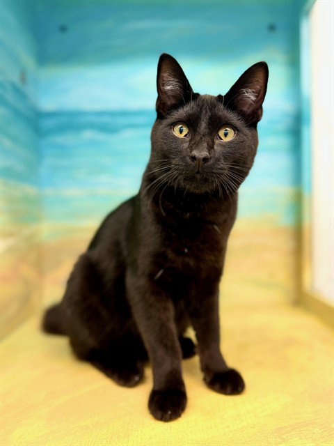 ELIXER, Young Domestic Short Hair (medium coat), cat for adoption in San Buenaventura (Ventura), California