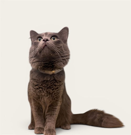 STORM, Young Domestic Long Hair (medium coat), cat for adoption in San Buenaventura (Ventura), California