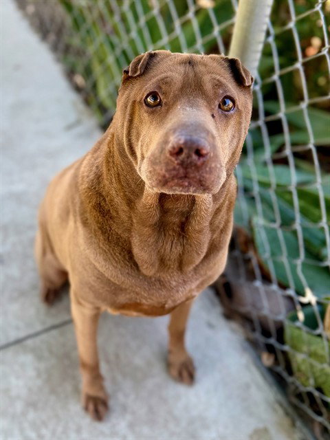 KAHLUA