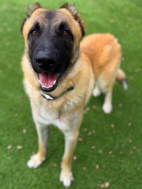 COSMO, an adoptable Anatolian Shepherd in Agoura, CA