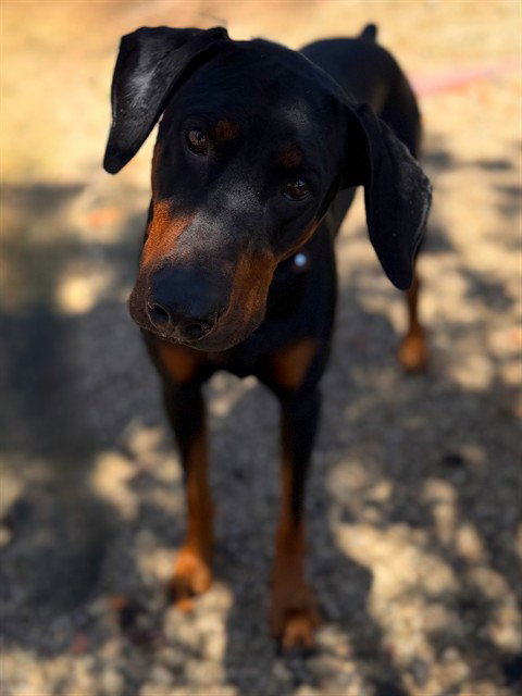 THORIN, an adoptable Doberman Pinscher in Agoura, CA